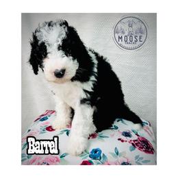 Barrel - Tri-color male Bernedoodle puppy in Belleville, Michigan from Moose Tracks Bernedoodles
