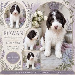 Rowan - Parti male Goldendoodle puppy in Macclenny, Florida from Baker County Goldendoodles