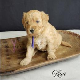 Kiwi - Red  female Goldendoodle puppy in Mancelona, Michigan from Lavender poodles & doodles