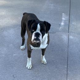 Sugar - Boxer