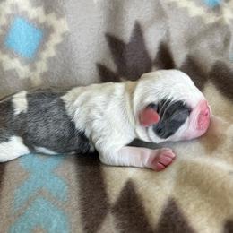 Ichabod - Blue male Boston Terrier puppy in Red Bluff, California from SunnyValley Bostons