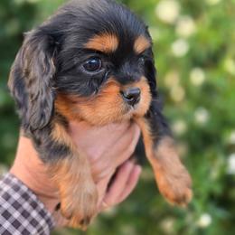 Java - Black and tan female Cavalier King Charles Spaniel puppy in Las Cruces, New Mexico from Moongate Cavaliers