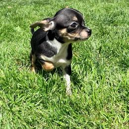 Darin AKC - Black and tan male Chihuahua puppy in Seneca, Missouri from Stephanie’s Puppy Colony