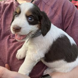 English Springer Spaniel Puppies from Desert Shadow Springers