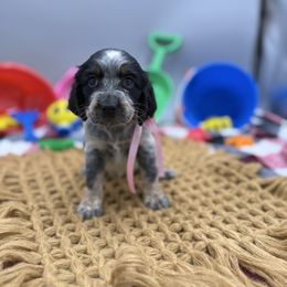Lexi - Tri-Roan female English Springer Spaniel puppy in Lake Tomahawk, Ohio from StoneyBrook Setters