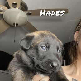 Panic - Belgian Malinois puppy in Arizona from The Malagator House