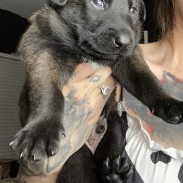 Panic - Belgian Malinois puppy in Arizona from The Malagator House
