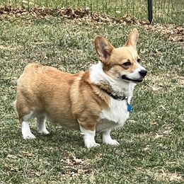 Scotty - Pembroke Welsh Corgi