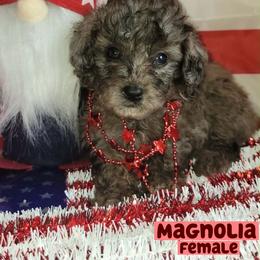 Magnolia - Blue Merle Color - Merle female Goldendoodle puppy in Beecher, Illinois from Erica’s Doodles