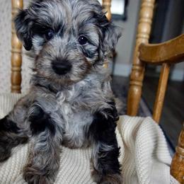Georgia ( O'Keeffe ) - Blue merle female Aussiedoodle puppy in Davie, Florida from Miami Mini Doodles