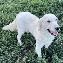 Ivory - Golden Retriever