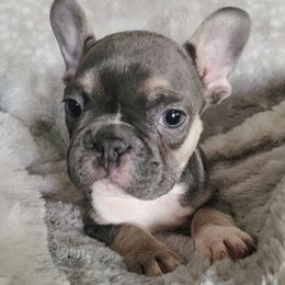 Boy 4 - Tricolors French Bulldog puppy in Florida from Brianna Hooks's French Bulldogs