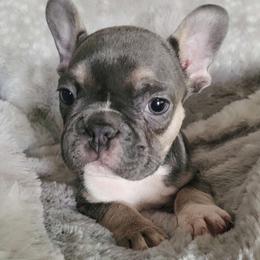 Boy 4 - Tricolors French Bulldog puppy in Florida from Brianna Hooks's French Bulldogs