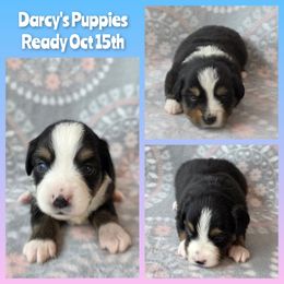 Toy Australian Shepherd puppies from Plum Creek Aussies