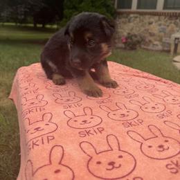 Sally - Black and tan female German Shepherd puppy in Spring Grove, Pennsylvania from Keystone Herman Shepards