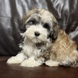 Remy - Silver sable male Havanese puppy in Lancaster, South Carolina from 3 Bs Havanese-PUPPIES with  PURPOSE