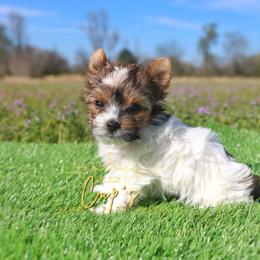 Zane Michael Robinson  (Junior) - Parti male Yorkshire Terrier puppy in Austin, Arkansas from Cup's Yorkie Parti Pups