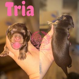 Tria - Chocolate and tan female Dachshund puppy in Hornbeck, Louisiana from A&Z Mini Dachshunds