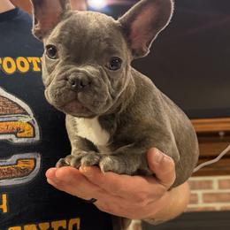 Mega - Blue female French Bulldog puppy in Chesapeake, Virginia from Pardon My Frenchies