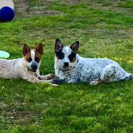 Australian Cattle Dog Puppies from RnB Cattle Dogs