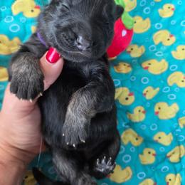 Erin - Black and tan female German Shepherd puppy in Berry, Alabama from Whisper Gray