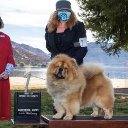 Chow Chow All Grown Up from Kew Chows