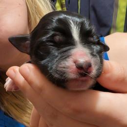 Girl 1 - Black tri female Toy Australian Shepherd puppy in Shepherd, Texas from GAMALA Farm & Kennels