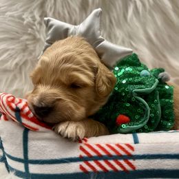 Jingle - Apricot female Goldendoodle puppy in The Woodlands, Texas from Gracie's Goldendoodles and Bernedoodles