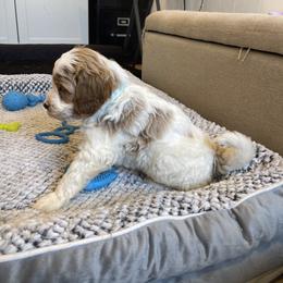 Rex - Parti male Goldendoodle puppy in Sugarcreek, Ohio from True Hearted Doodles