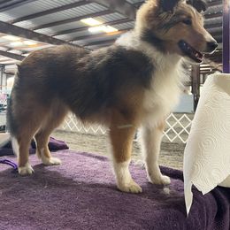 Shetland Sheepdog Puppies from Southern Charm Sheltie’s