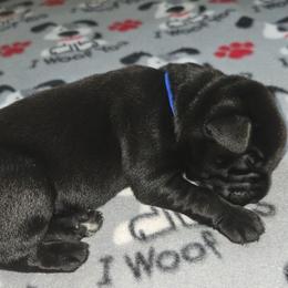 Blue Moon - Black male Labrador Retriever puppy in Crystal Lake, Illinois from Lakeside Labradors