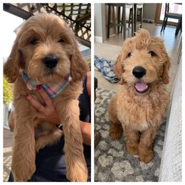 Goldendoodle Puppies from NettyDoodles