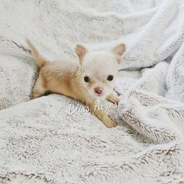 Harrison - Gold and white male Chihuahua puppy in Ponca City, Oklahoma from Bliss Acres Farm