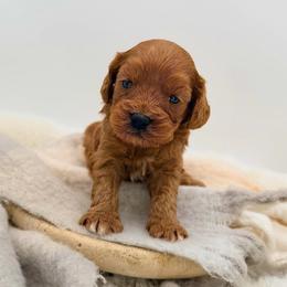 Valentine - Red female Cavapoo puppy in Melissa, Texas from Southern Love Cavapoos & Maltipoos