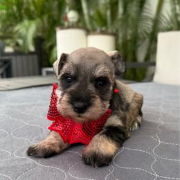 Sherry - Salt and pepper female Miniature Schnauzer puppy in Cape Coral, Florida from Ruby the poodle