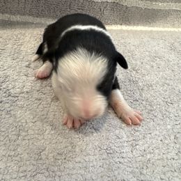 Girl 1 - Black and white female Border Collie puppy in Temecula, California from Joni Gibson's Border Collies