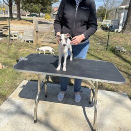 Pearl - White and sable Whippet puppy in Canton, Georgia from Ahava Kennels