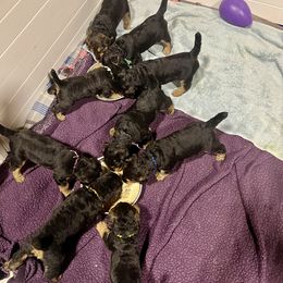 Airedale Terrier Puppies from Royal Aire Kennel