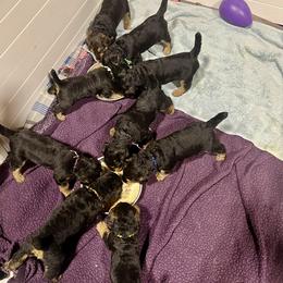 Airedale Terrier Puppies from Royal Aire Kennel