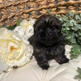 Brownie (Brown collar) - Black and tan male Shih Tzu puppy in Sherman, Texas from Shannon’s Sugar Sweet Shih Tzu’s