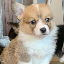 Pembroke Welsh Corgi Puppies from Nunas Corgis