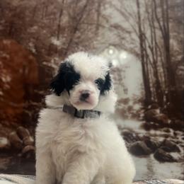 Blizzard - Parti male Poodle puppy in Quitman, Mississippi from P&D Palace