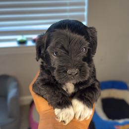 Duke - Parti male Yorkipoo puppy in Atlanta, Georgia from YorkShih Pup & Co