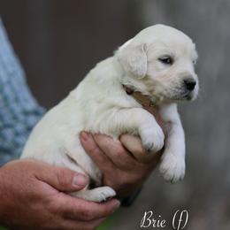 Brie - Light golden female Golden Retriever puppy in Payette, Idaho from Stonewick Retrievers