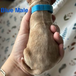 Cockapoo and Cocker Spaniel Puppies from Rome & Reign Farm