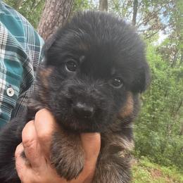 Female 3 - Black and red female German Shepherd puppy in Brooksville, Florida from Vom Hundhaus Shepherds