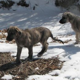 Girl tan - Red and brindle Irish Wolfhound puppy in Mitchell, Nebraska from Faolan Irish Wolf Hounds