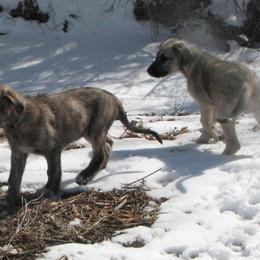 Girl tan - Red and brindle Irish Wolfhound puppy in Mitchell, Nebraska from Faolan Irish Wolf Hounds