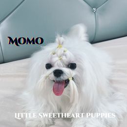 Momo - Maltese