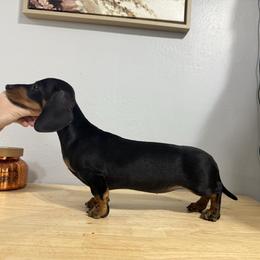 Lainey - Dachshund